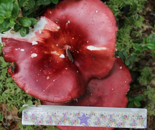 Сыроежка болотная (Russula paludosa)