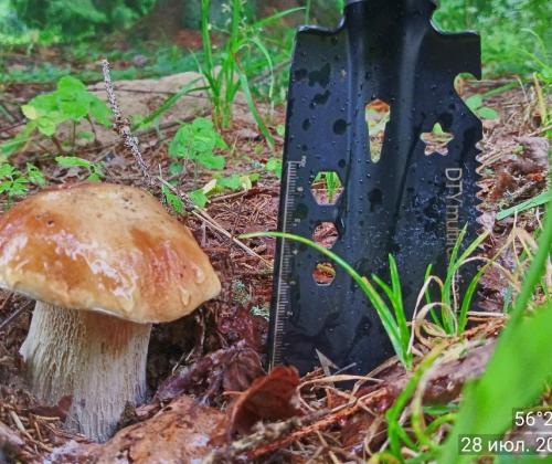 Белый гриб (Boletus edulis Bull)