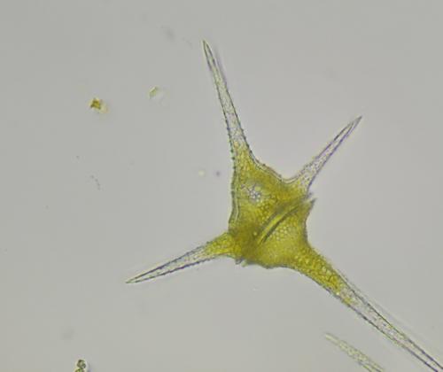 Водоросль Ceratium hirundinella (O.F.Müller) Dujardin