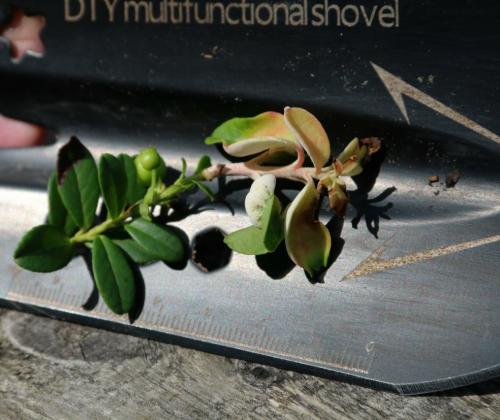 Exobasidium vaccinii (Fuckel) Woronin - гриб-паразит на бруснике
